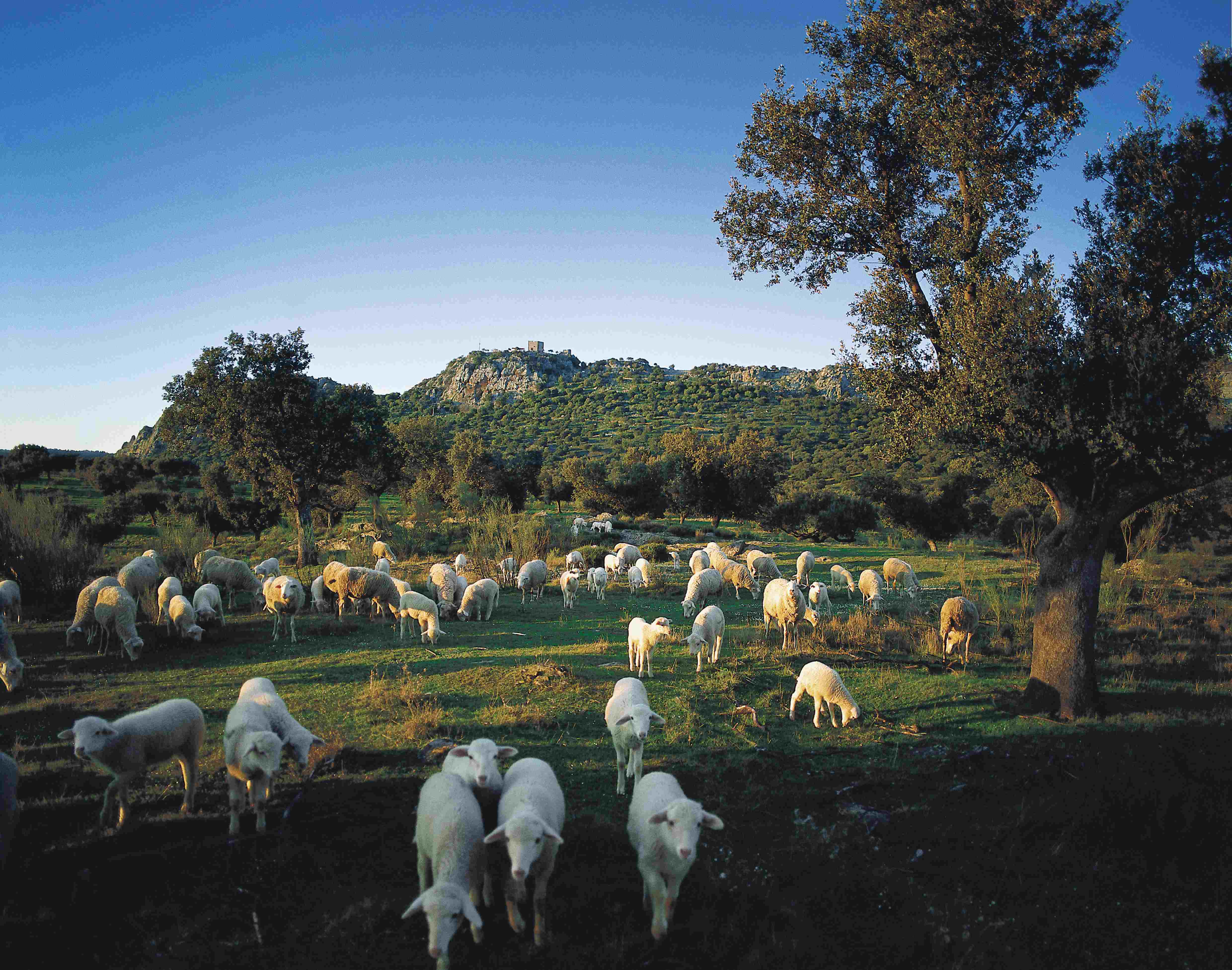 Extremadura, Ovejas en Monfragüe 