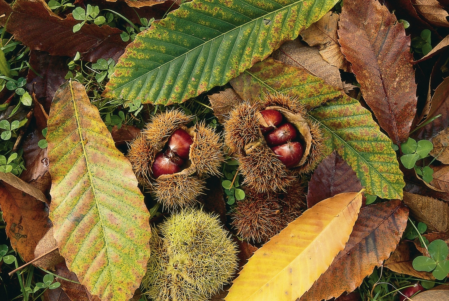Kastanien. Wenn sich ihre Blätter färben und die Früchte zum Boden kullern, ist es Zeit an den Winter zu denken.