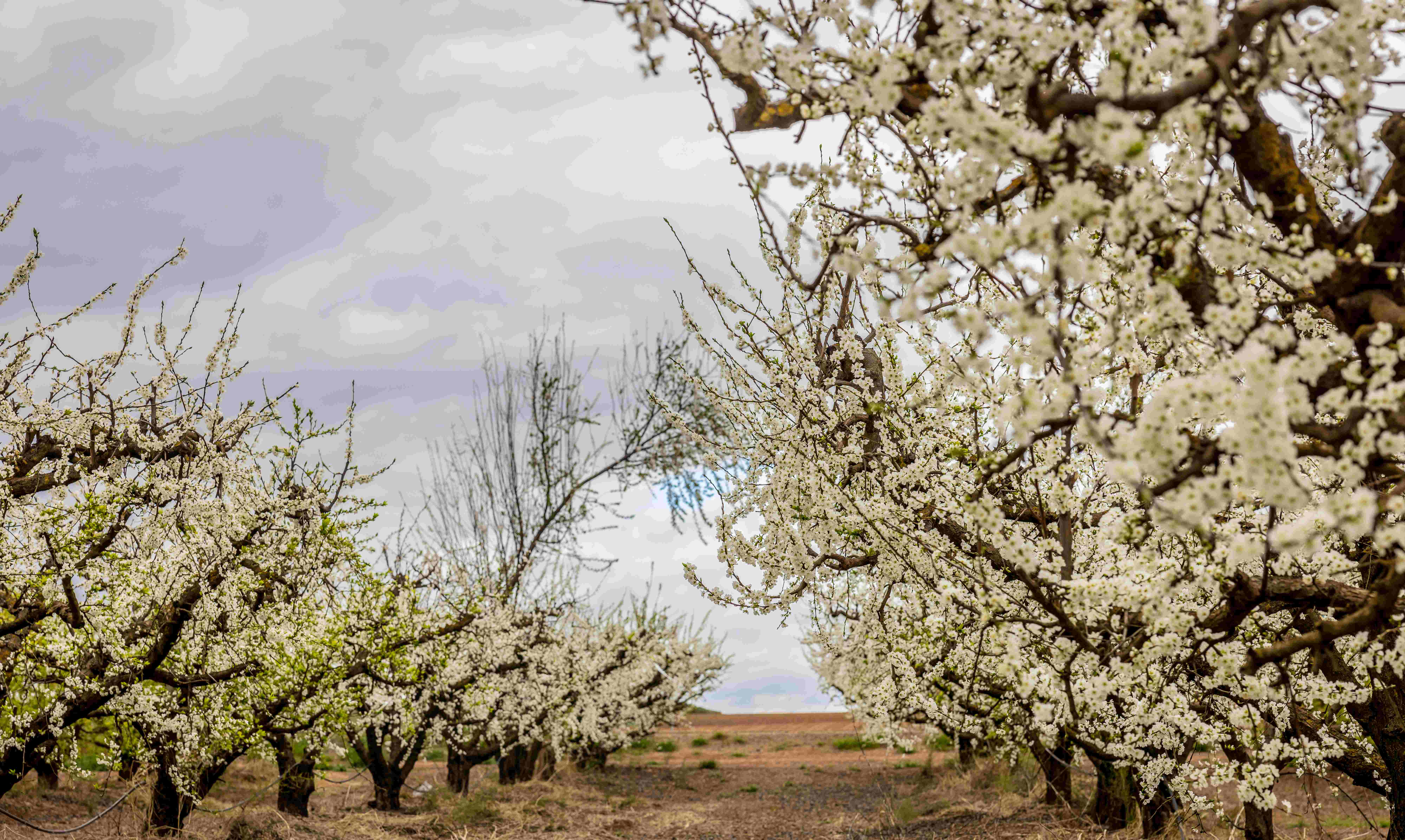 Extremadura, Guadiana