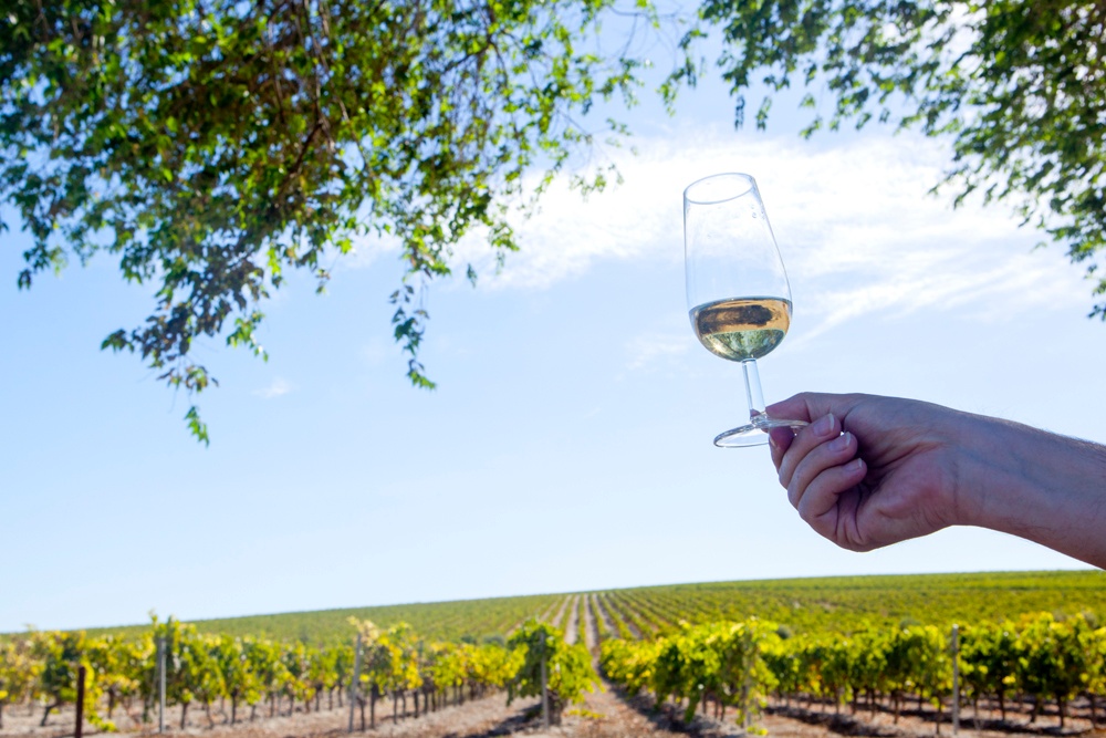 Abwechslung vom Strandurlaub an der Costa de la Luz. Auf einen Sherry in die Weinberge rund um Jeréz