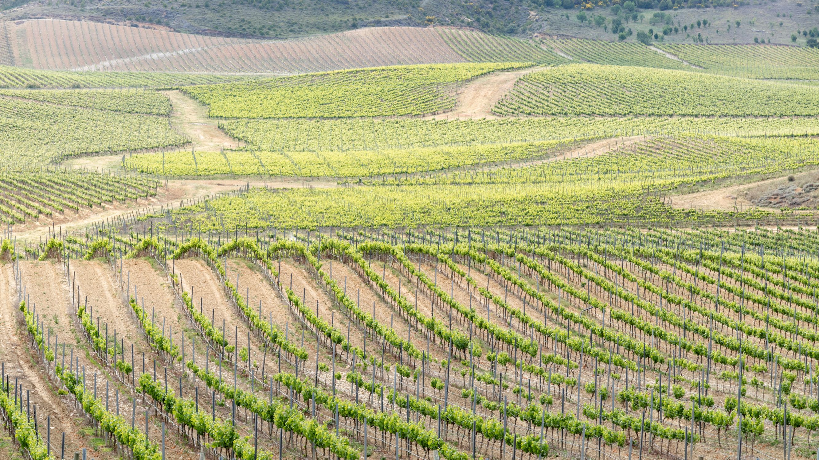 Die Weinberge der Bodega Pagos de Araiz in Navarra