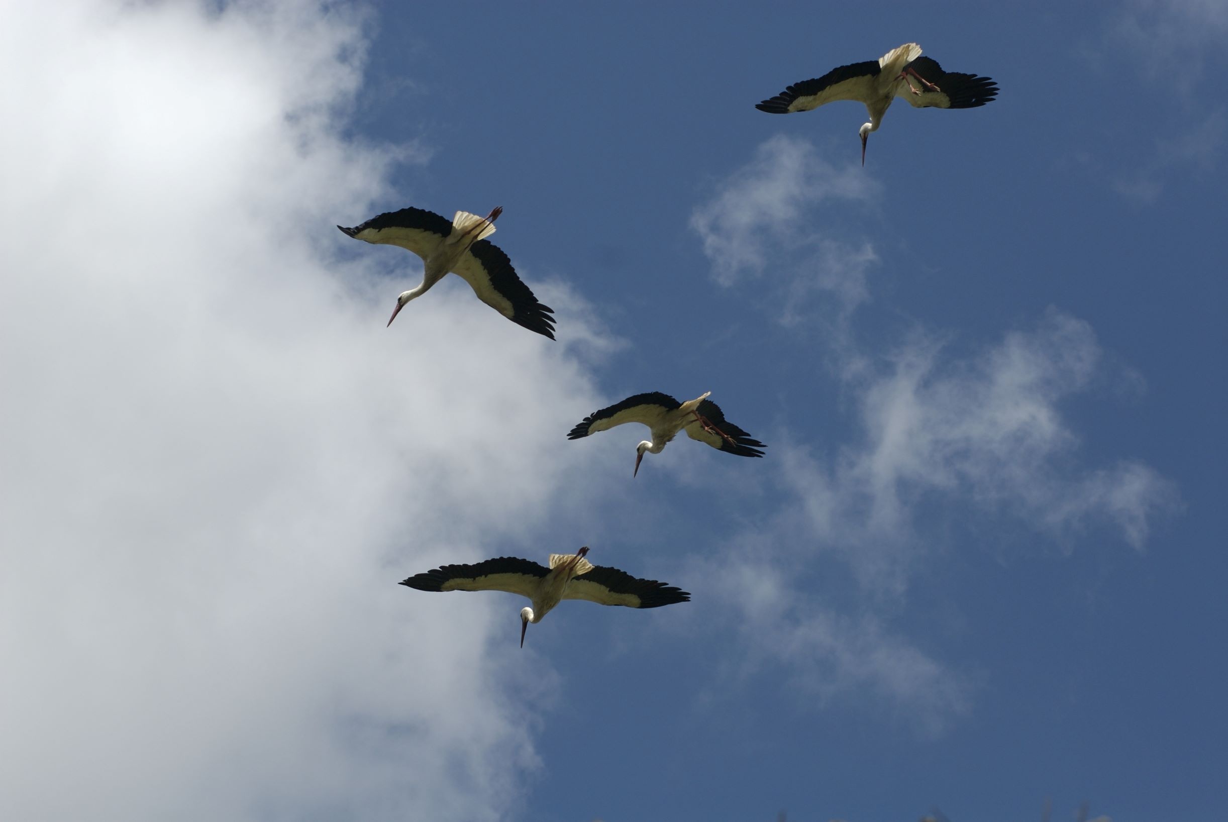 Sie begegnen uns zahlreich auf einer Reise durch Kastilien-León: Störche