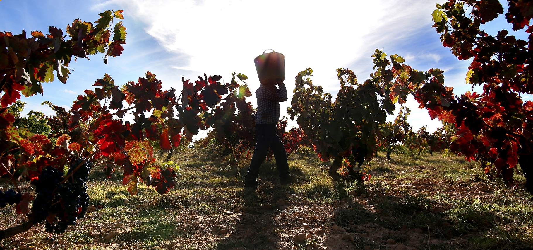 Auf der Weinroute von Cigales - Valladolid - Kastilien-León