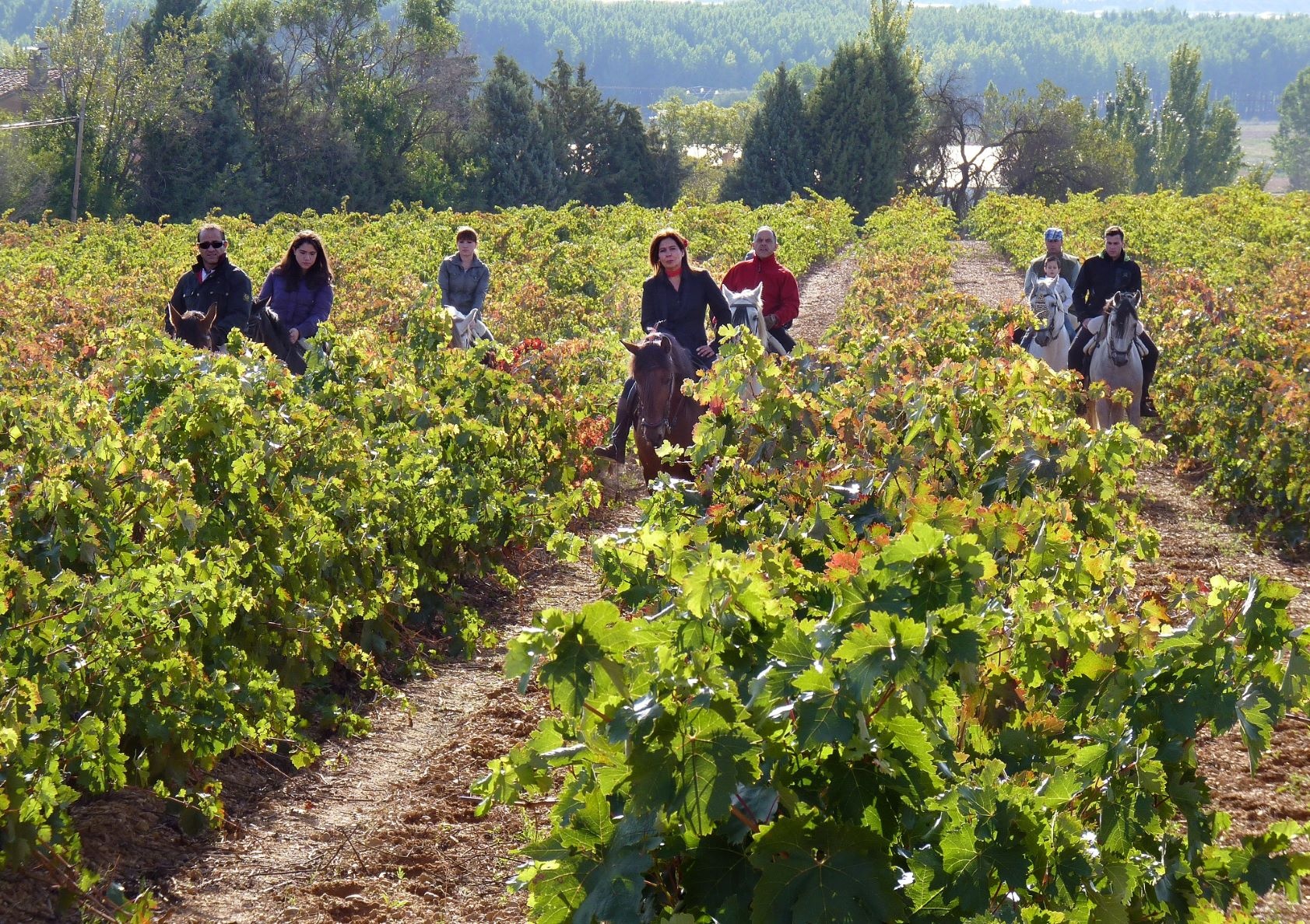 Auch das ist möglich: Die Weinroute von Cigales hoch zu Ross entdecken
