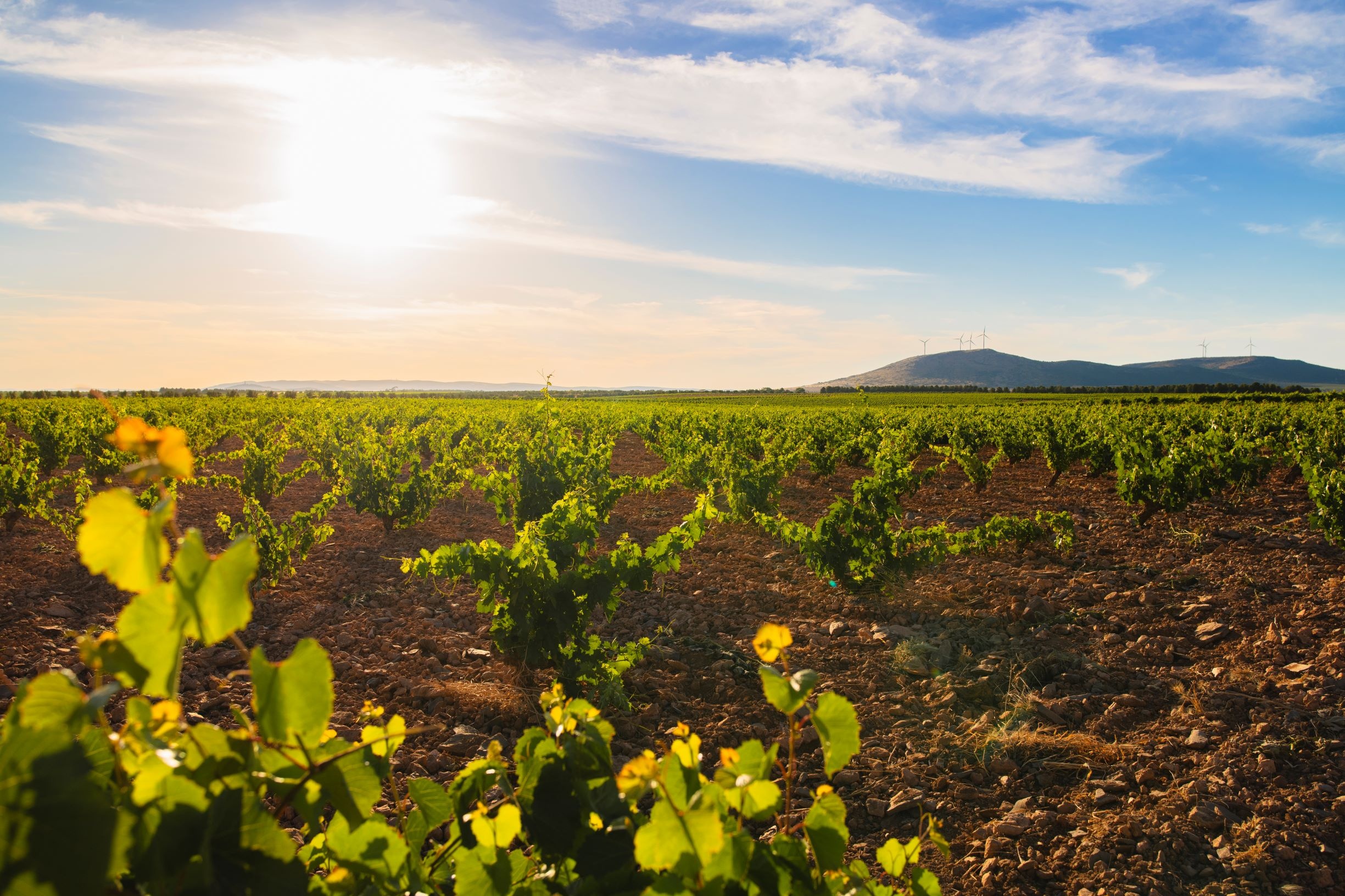 Weinberge rund um Valdepeñas, Provinz Ciudad Real in Kastilien La Mancha