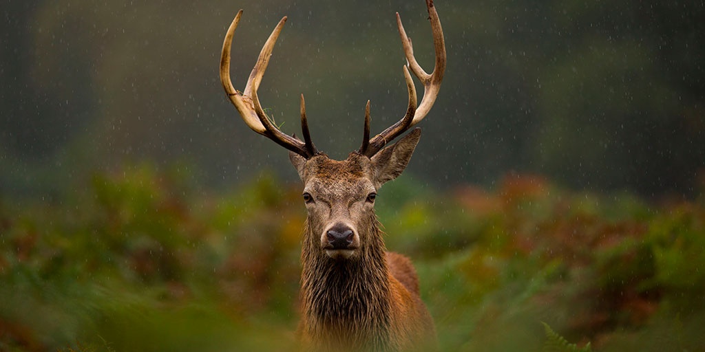 2022-ShutterStock-CIERVOROJO-TW_20231125025140_78191