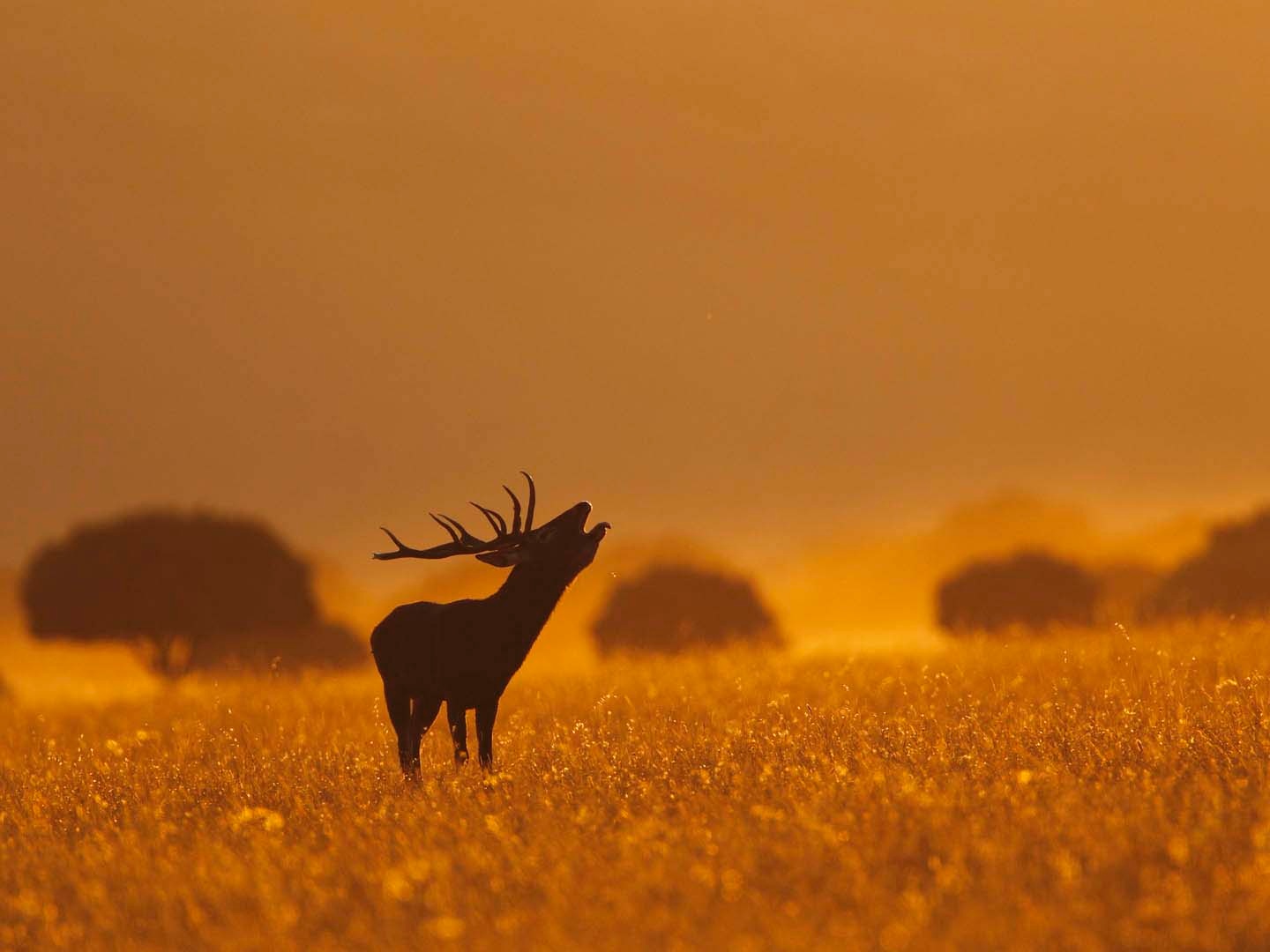 Copy of foto actividad cabañeros00010_20231030153918_74791