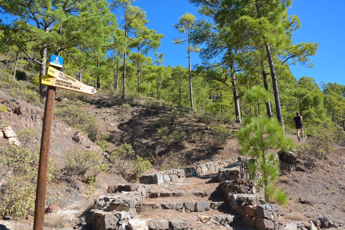 Durch lichte Kiefernwälder auf dem Weg von Artenara nach Agaete
