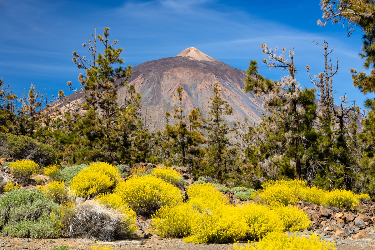 Las Cañadas del Teide