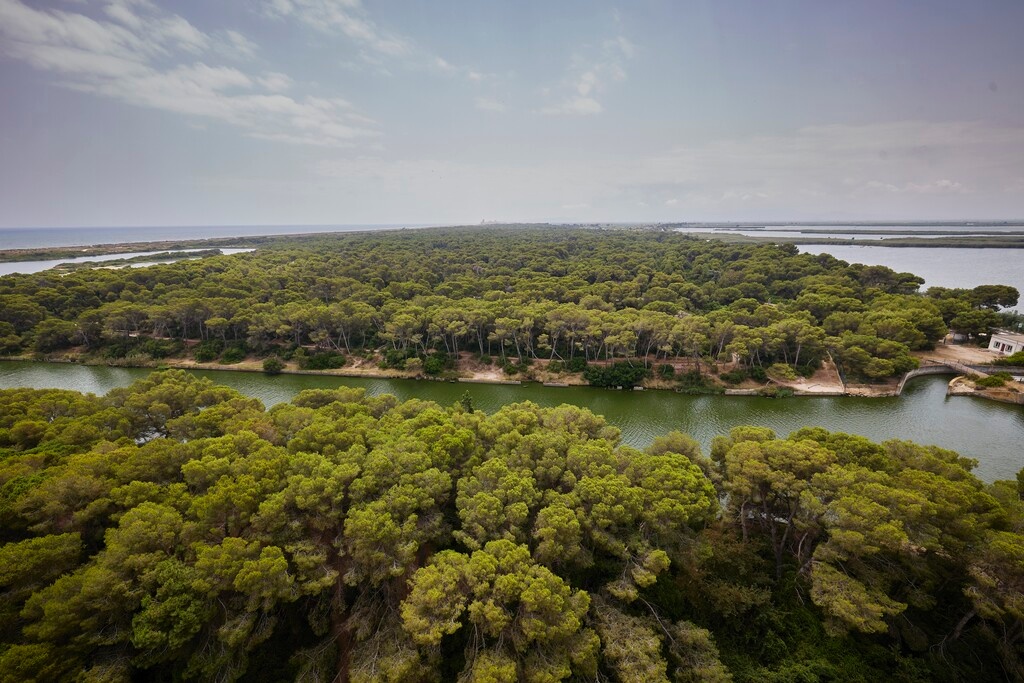 Bosque Devesa del Saler